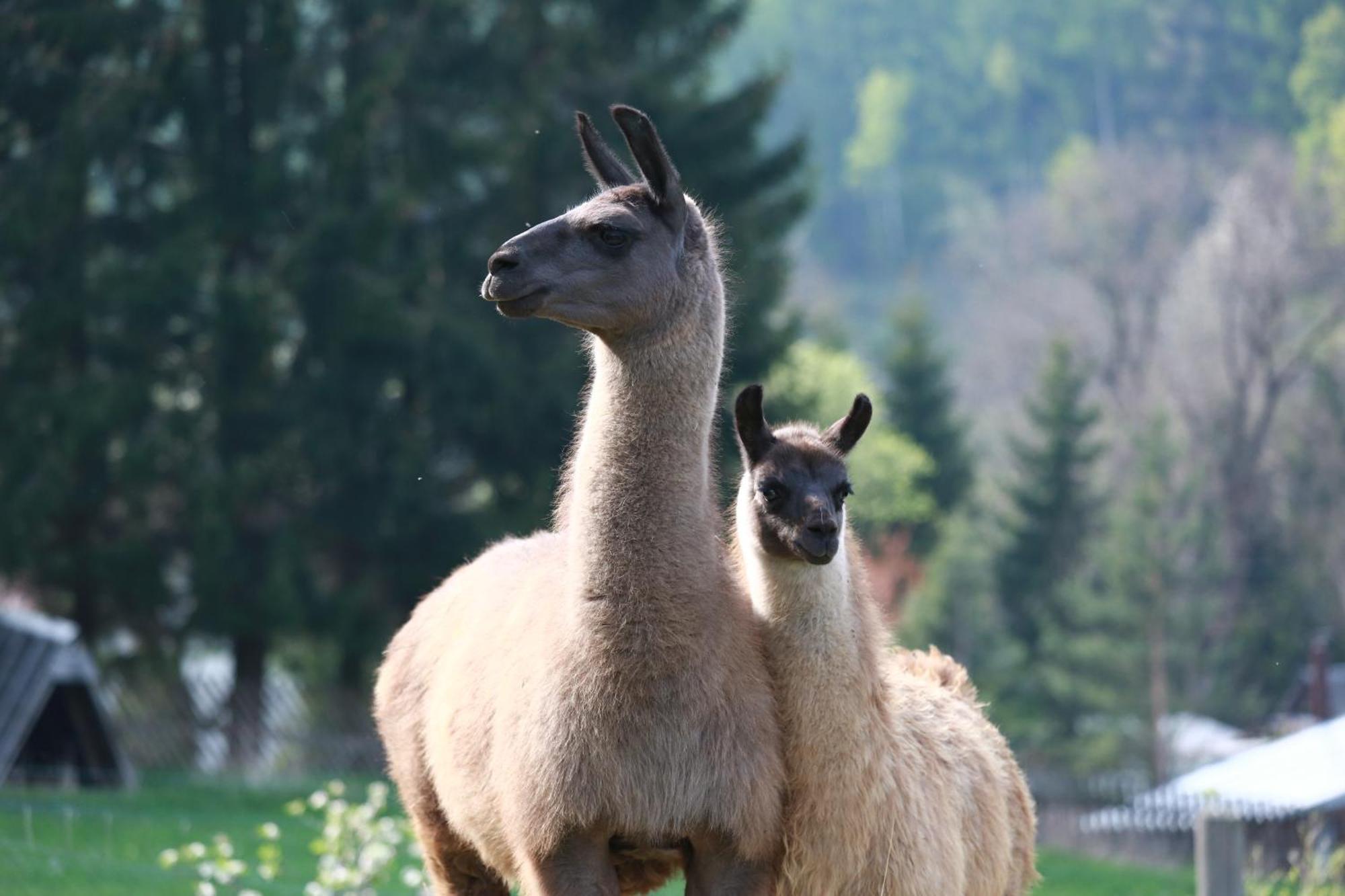 Faunapark Lipova-Lazne エクステリア 写真